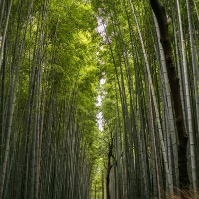 秦时纷争小米官方版下载